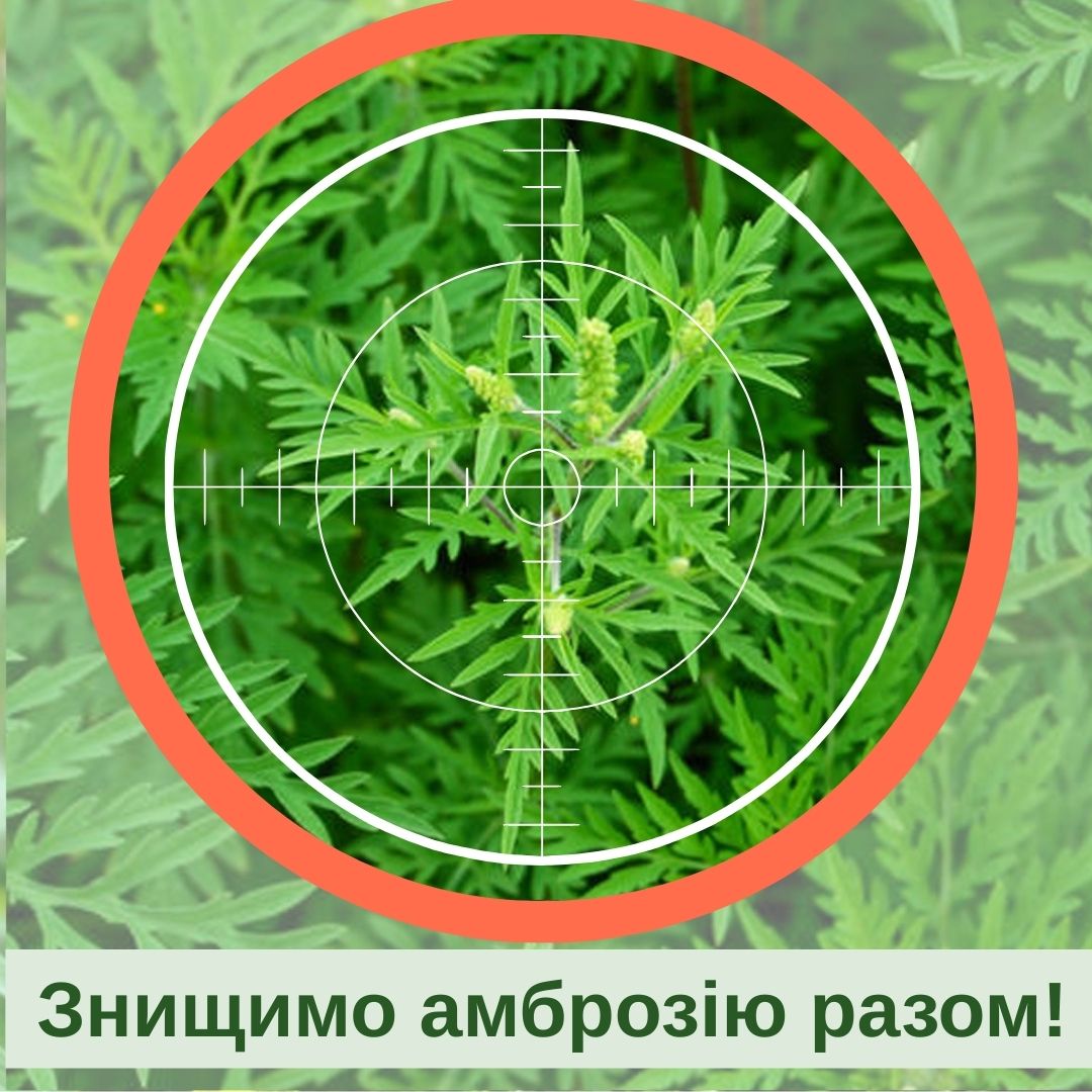 Фотографія амброзія в колі під прицілом